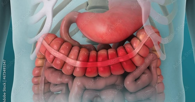 BPC-157 for Gut Inflammation image