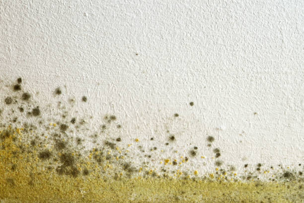 Mold in Airconditioning Sickness