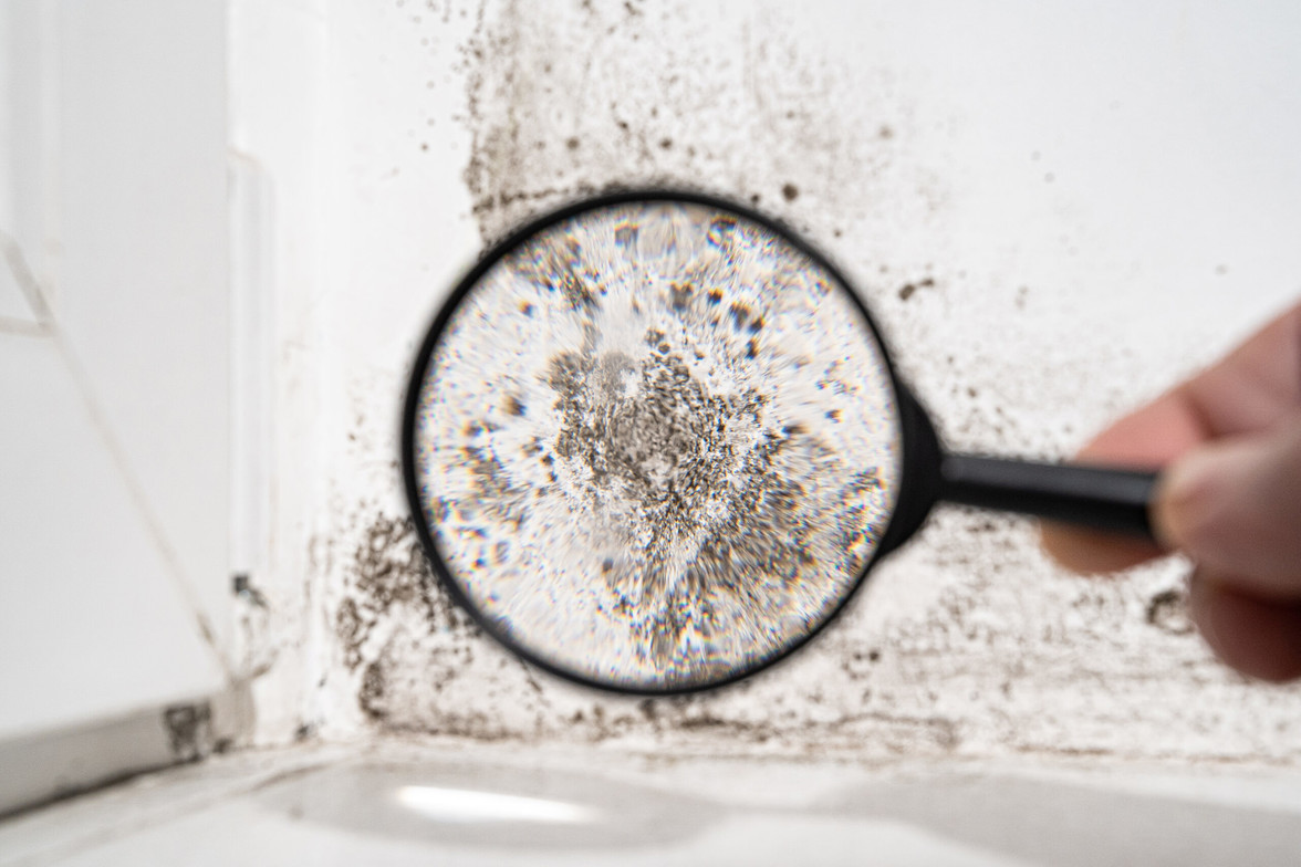 Mold Exposure During Pregnancy