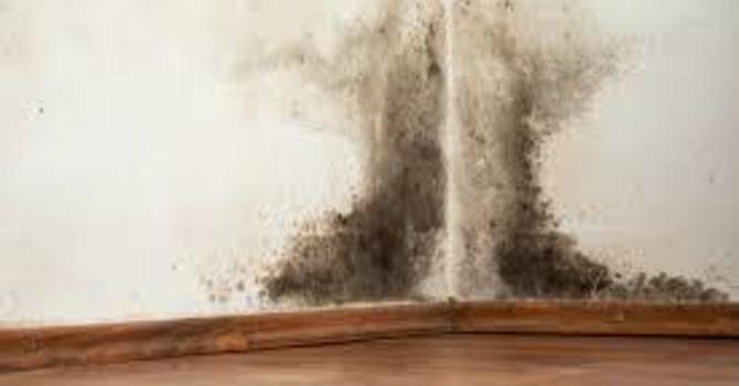 Supplements for Mold Exposure image