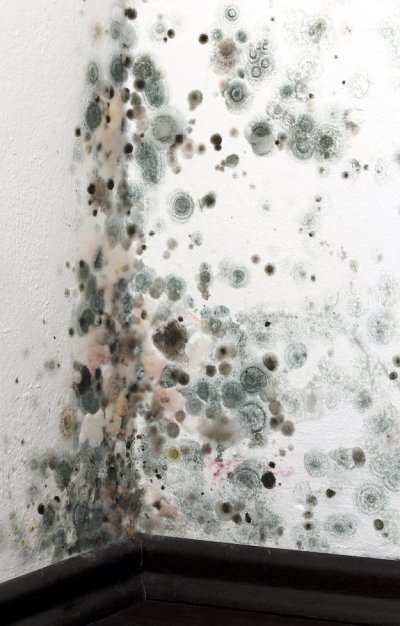 Can Mold Exposure Cause Weight Gain?