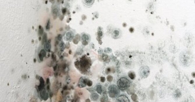 Can Mold Exposure Cause Weight Gain? image