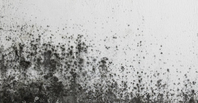 Mold Exposure and Hair Loss image