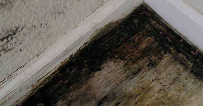Does Hydrogen Peroxide Kill Mold? image