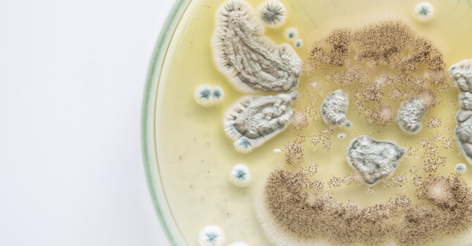 Ozone for Mold in San Diego image