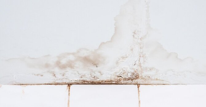 EBOO for Mold in San Diego image